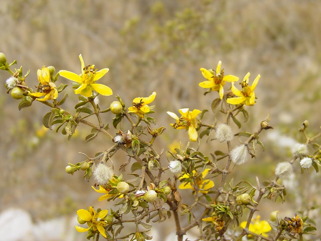 Glicerina USP, pantenol